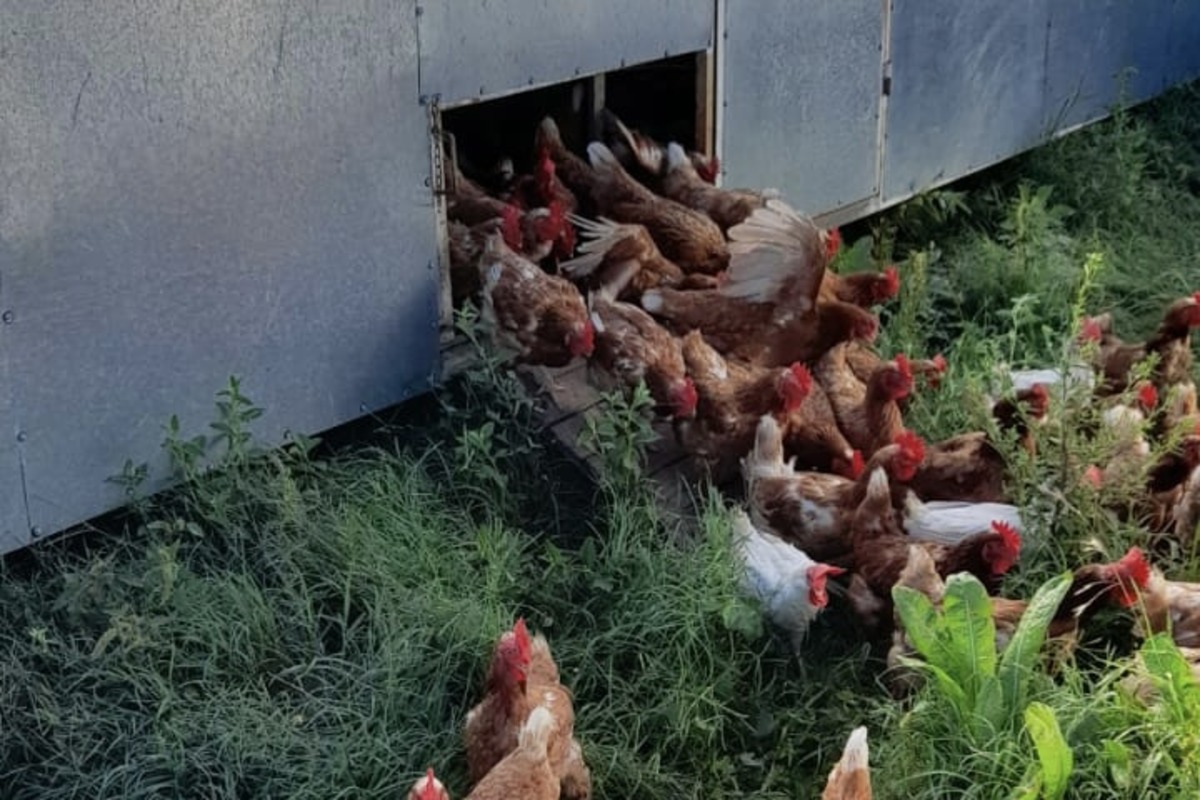 El Mate's free-range poultry.jpg